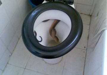 toilet-snake.jpg