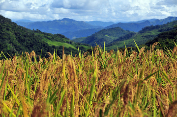 upland rice_Caranavi.jpg